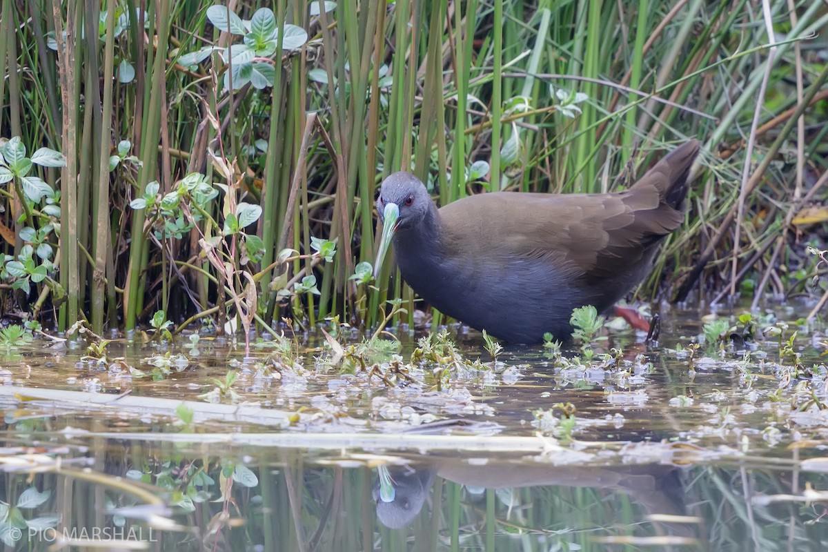 Plumbeous Rail - Pio Marshall