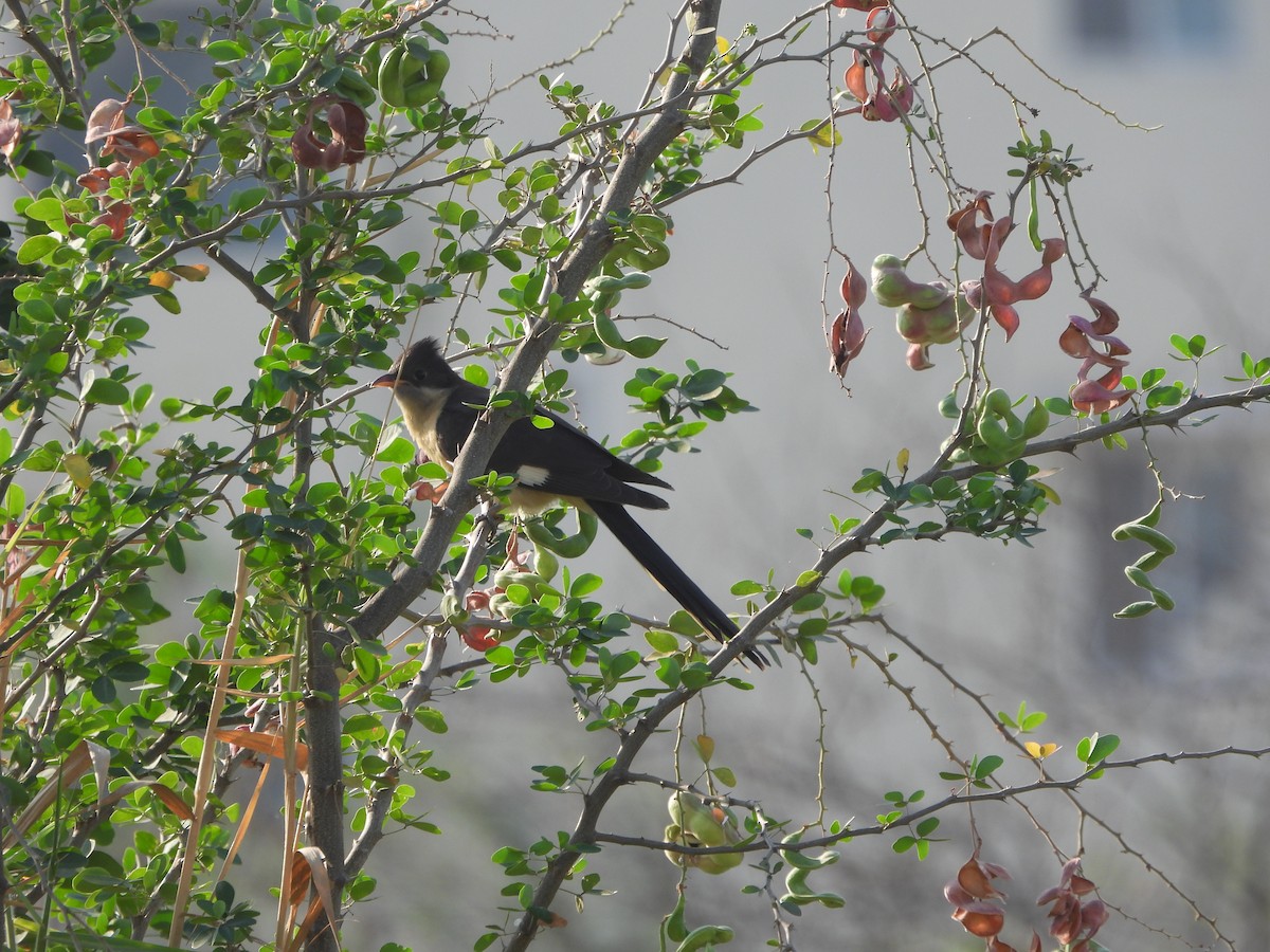 Pied Cuckoo - ML617608646