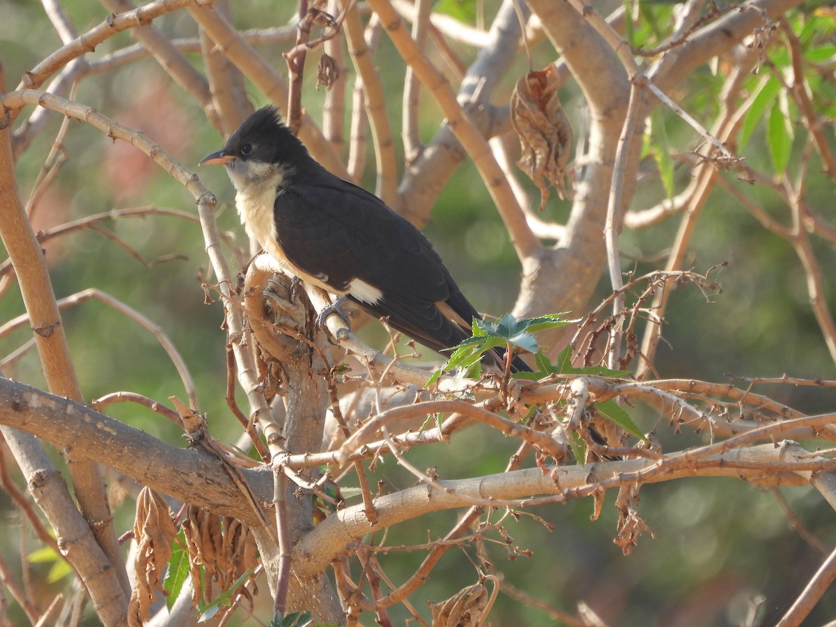 Pied Cuckoo - Srushti Bokil