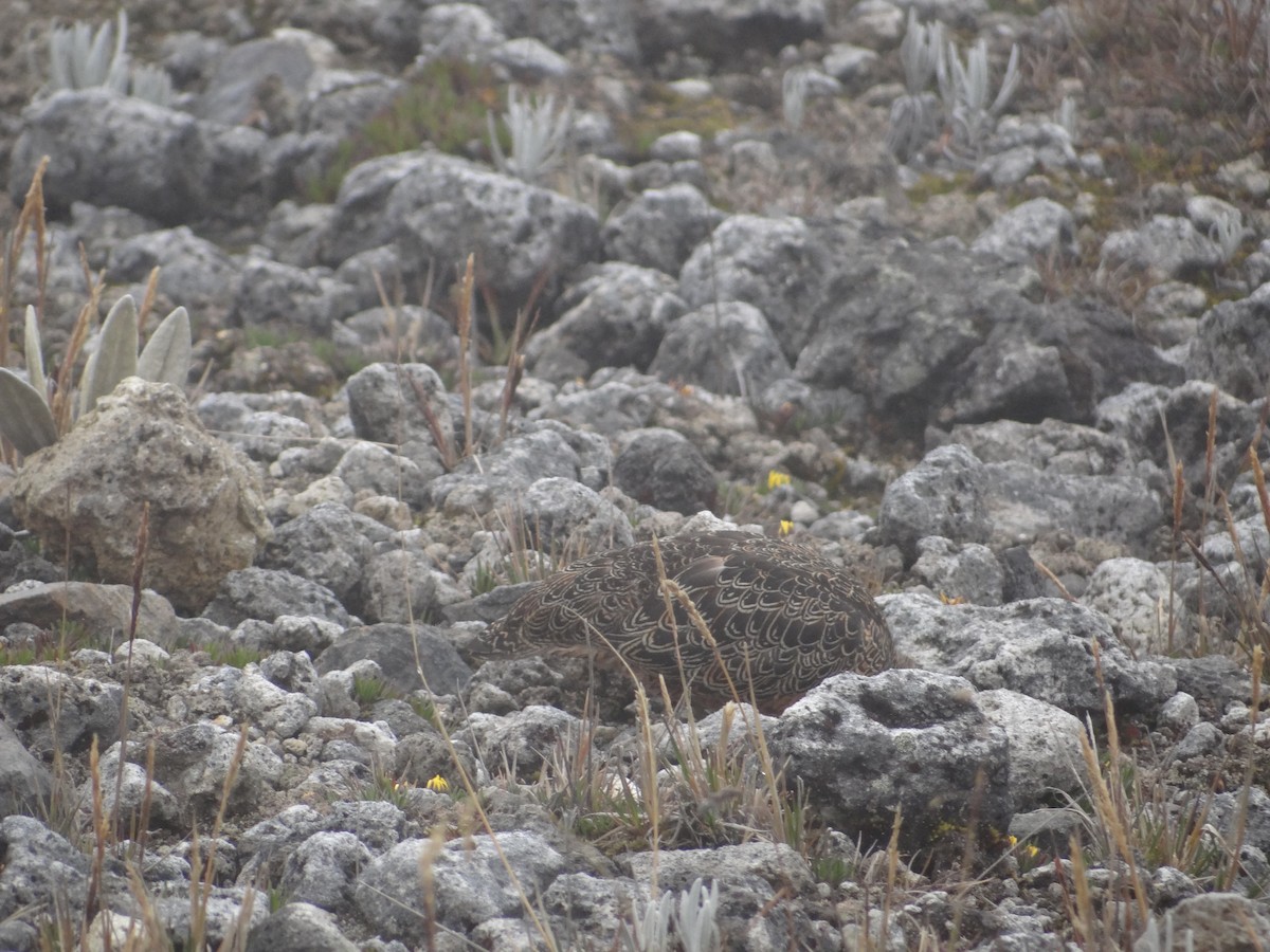 Rufous-bellied Seedsnipe - ML617608664