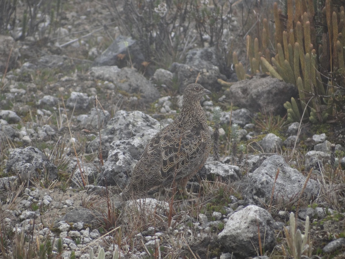 Rufous-bellied Seedsnipe - ML617608665