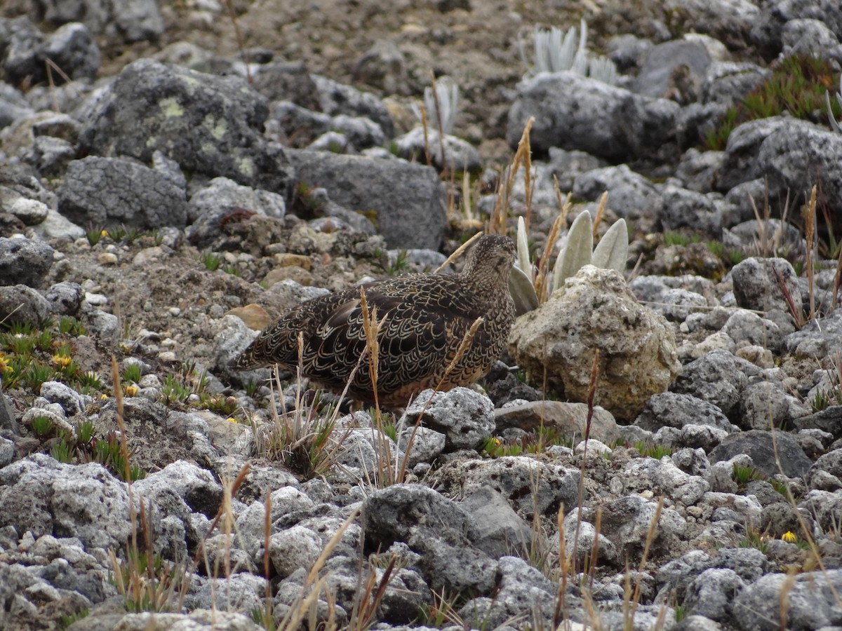 Rufous-bellied Seedsnipe - ML617608666