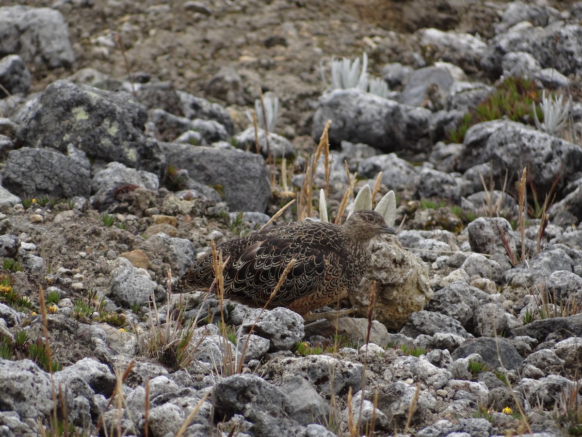 Rufous-bellied Seedsnipe - Francisco Sornoza