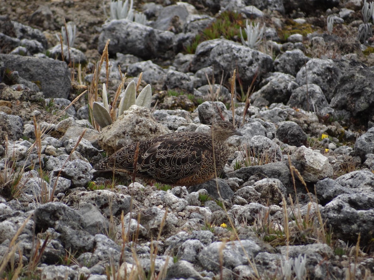 Rufous-bellied Seedsnipe - ML617608668