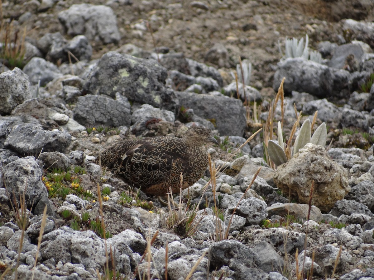 Rufous-bellied Seedsnipe - Francisco Sornoza