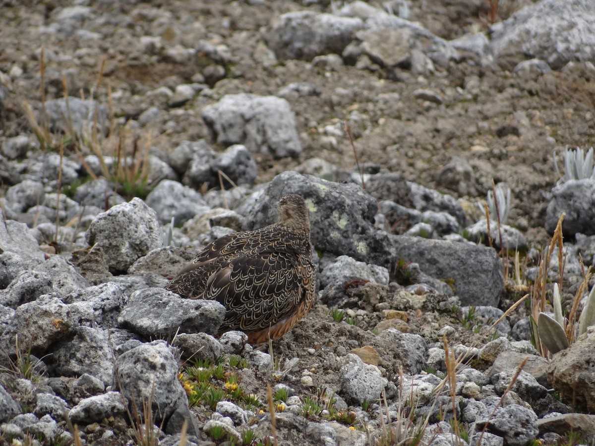 Rufous-bellied Seedsnipe - Francisco Sornoza