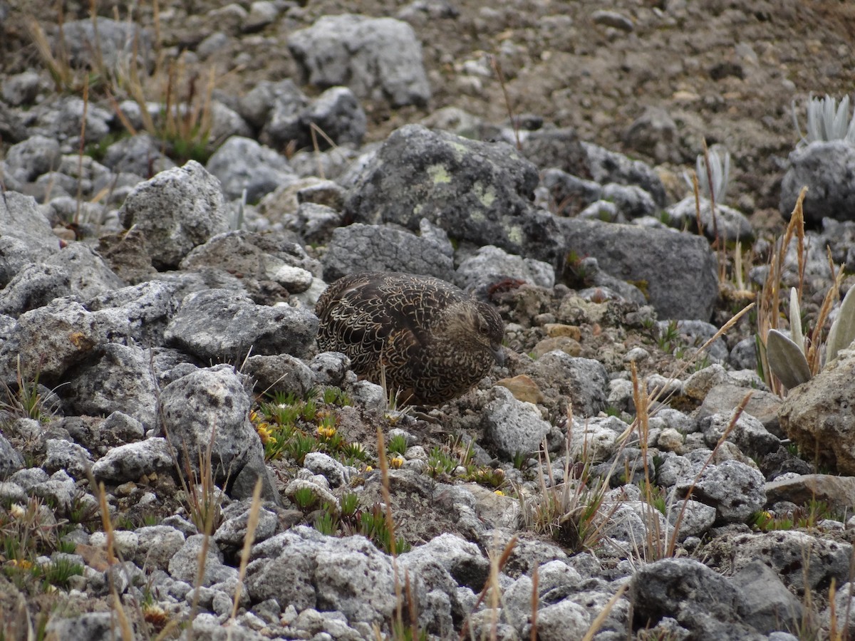 Rufous-bellied Seedsnipe - ML617608673