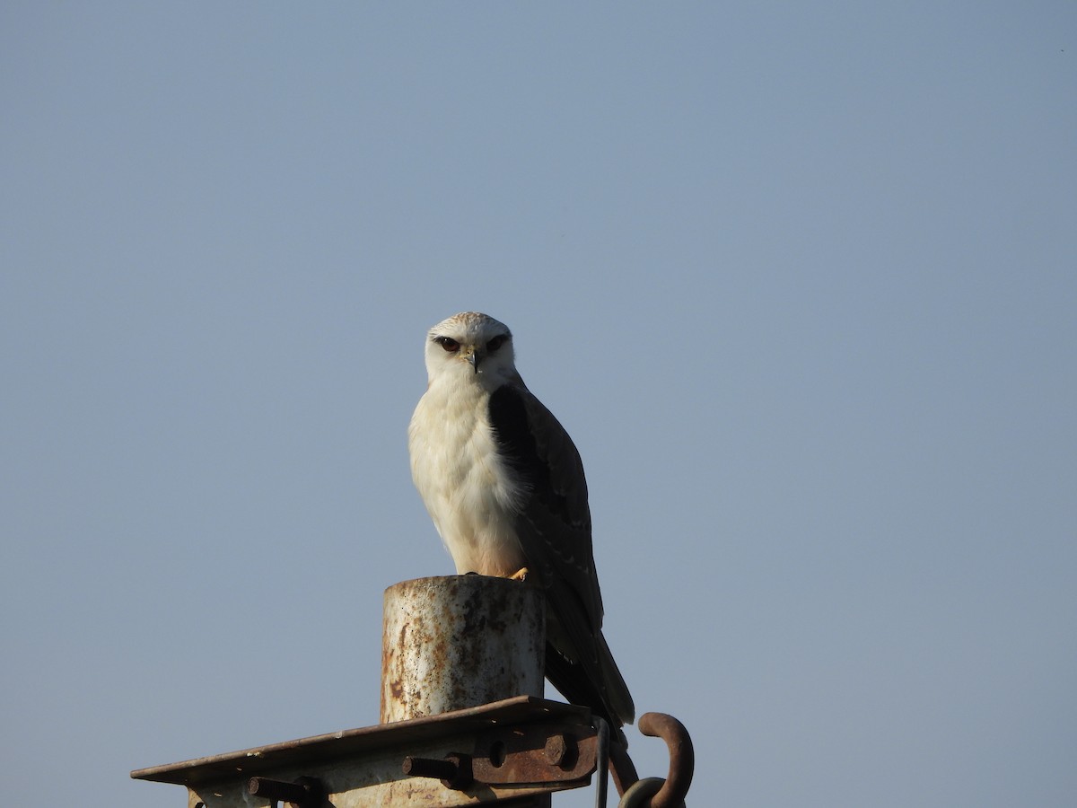 Black-winged Kite - ML617608696