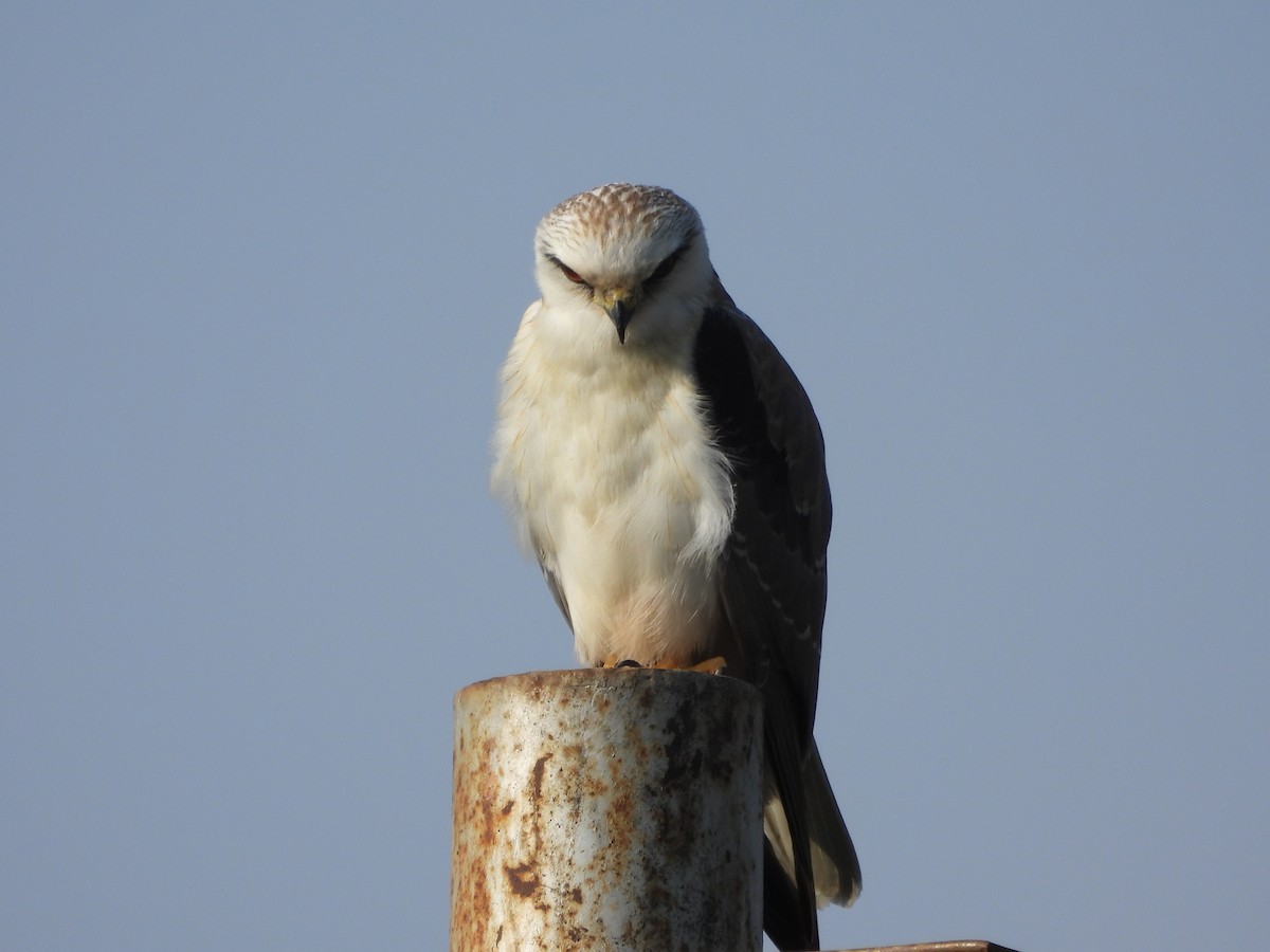 Black-winged Kite - Srushti Bokil