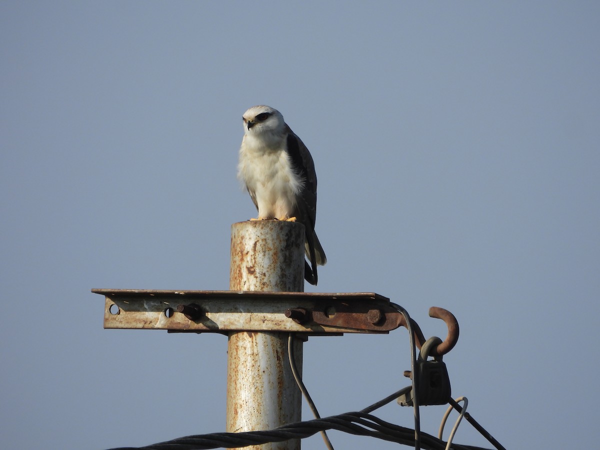 Black-winged Kite - ML617608699