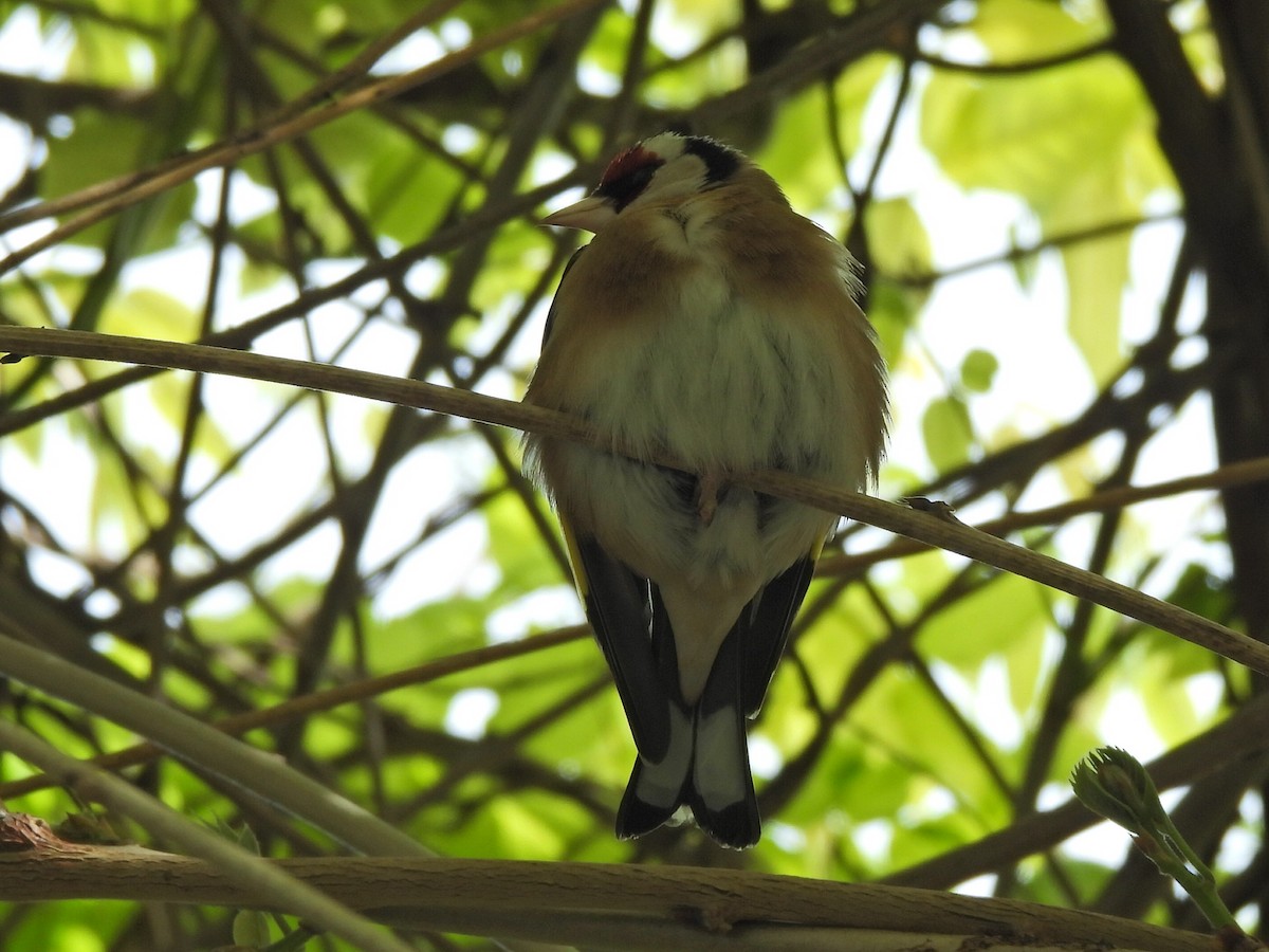 European Goldfinch - Gerald Moore