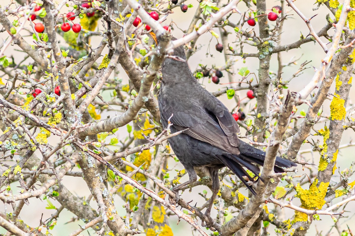 Eurasian Blackbird - David Hird