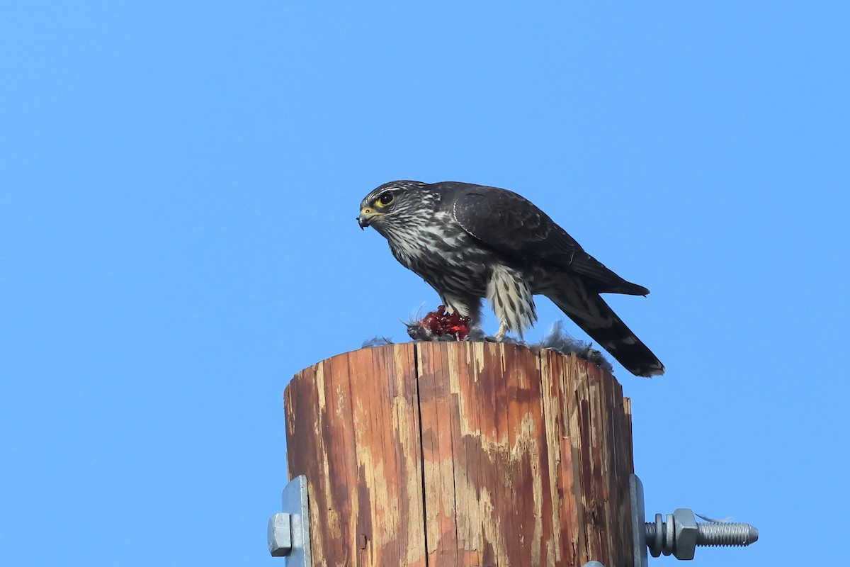 Boz Doğan - ML617608749