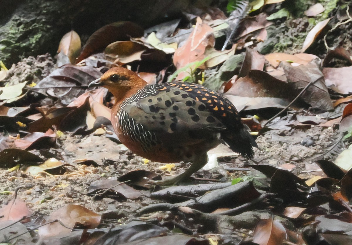 Ferruginous Partridge - ML617608829