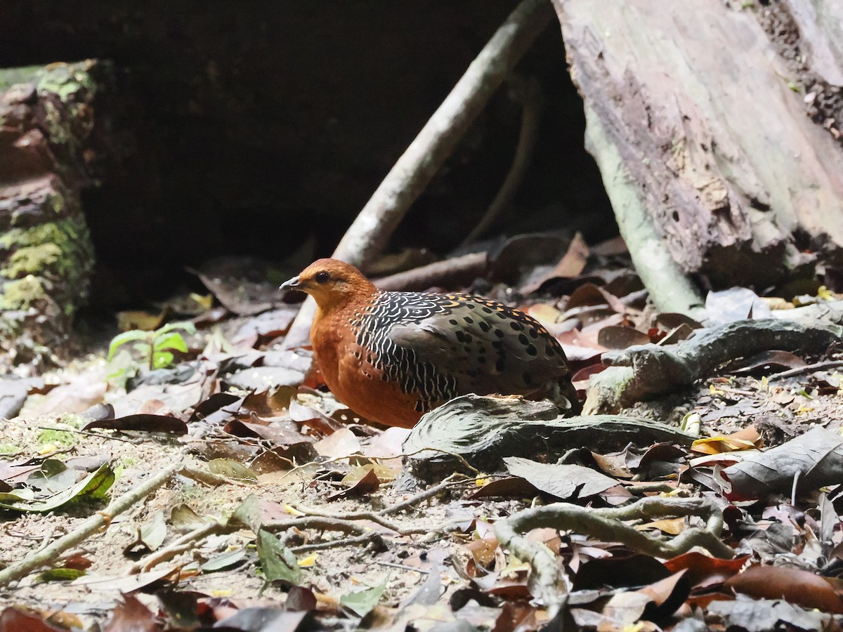 Ferruginous Partridge - ML617608830