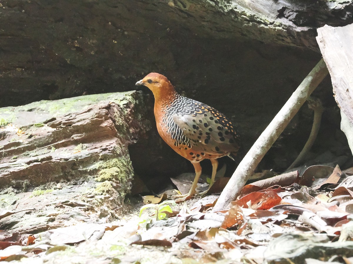 Ferruginous Partridge - ML617608832