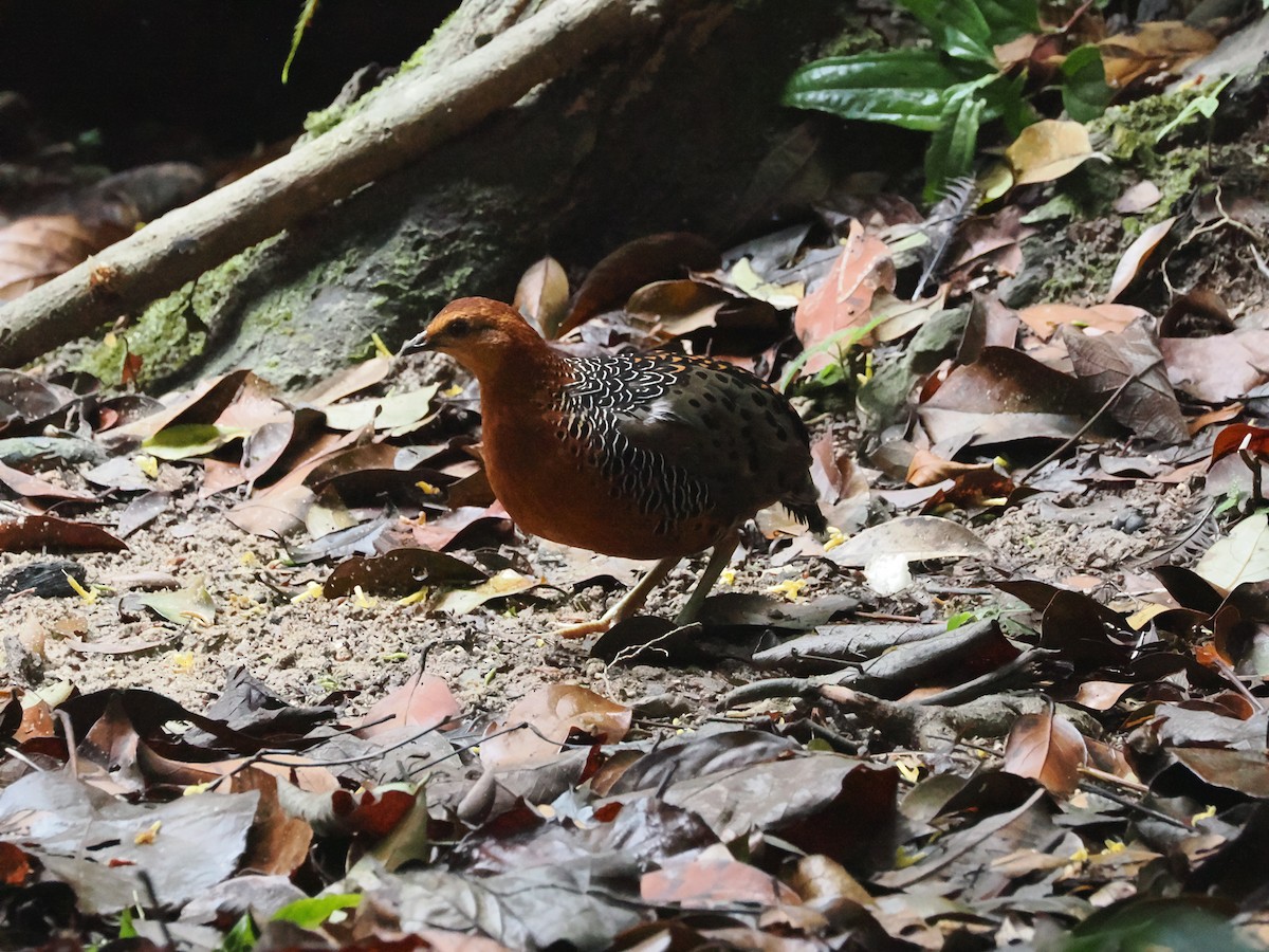 Ferruginous Partridge - ML617608835