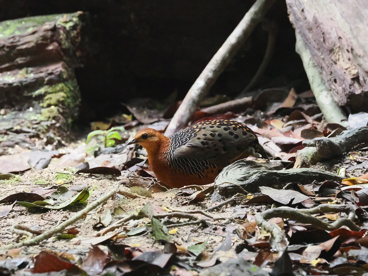 Ferruginous Partridge - ML617608836