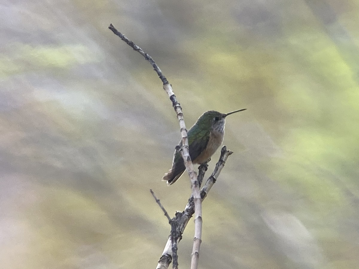 Calliope Hummingbird - ML617608842