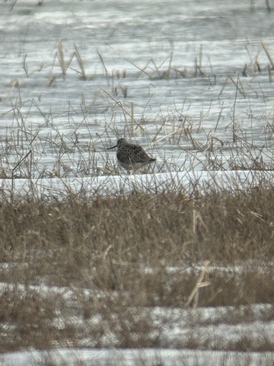 Greater Yellowlegs - ML617608843