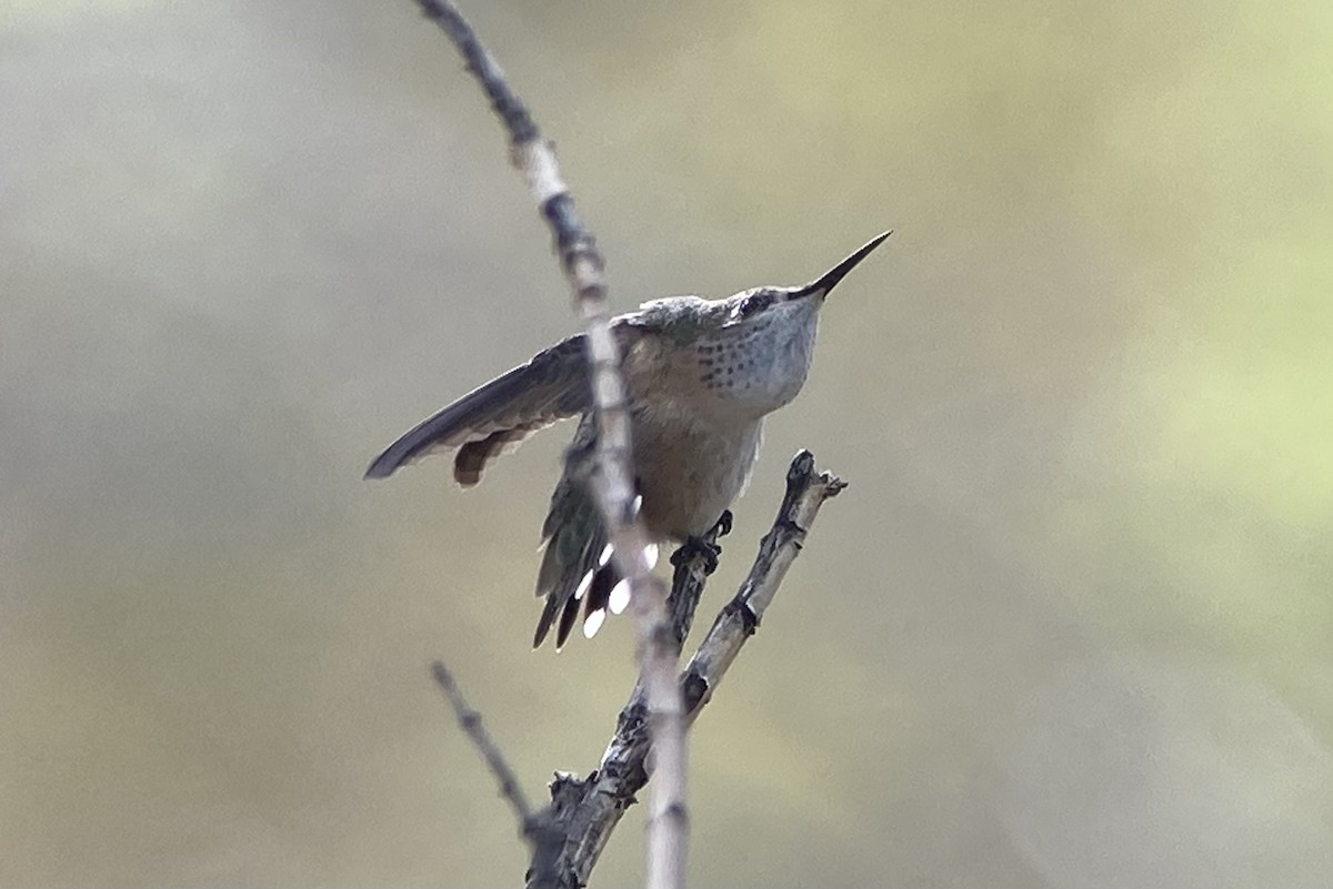 Calliope Hummingbird - ML617608847