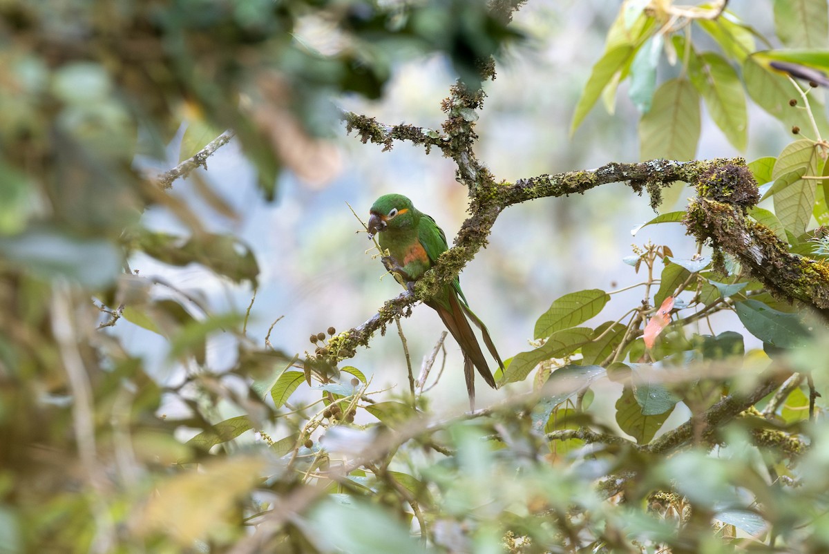 Golden-plumed Parakeet - ML617608852