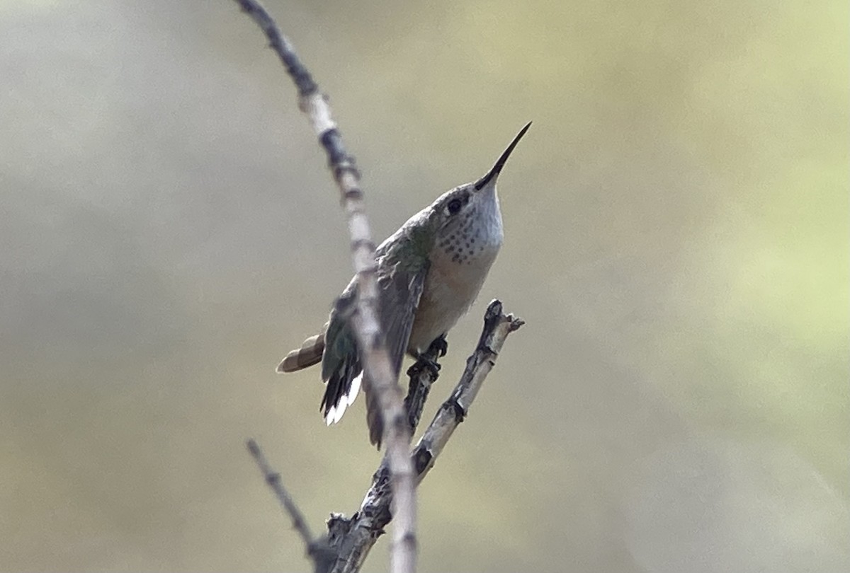 Calliope Hummingbird - ML617608854
