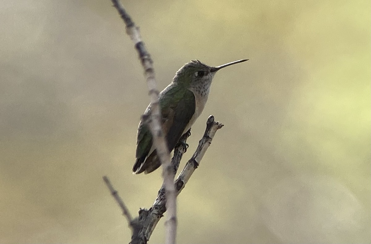 Calliope Hummingbird - ML617608873