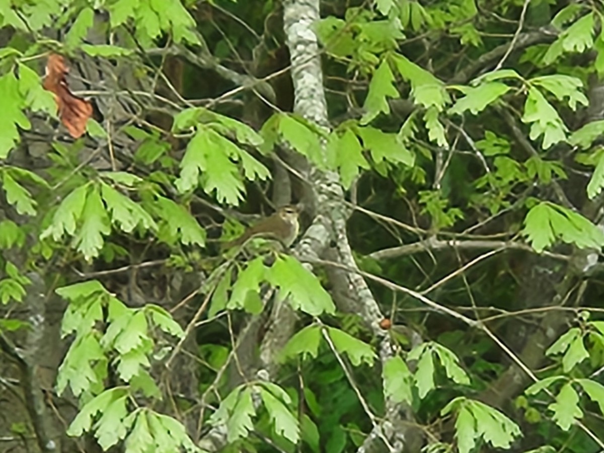 Swainson's Warbler - ML617608882