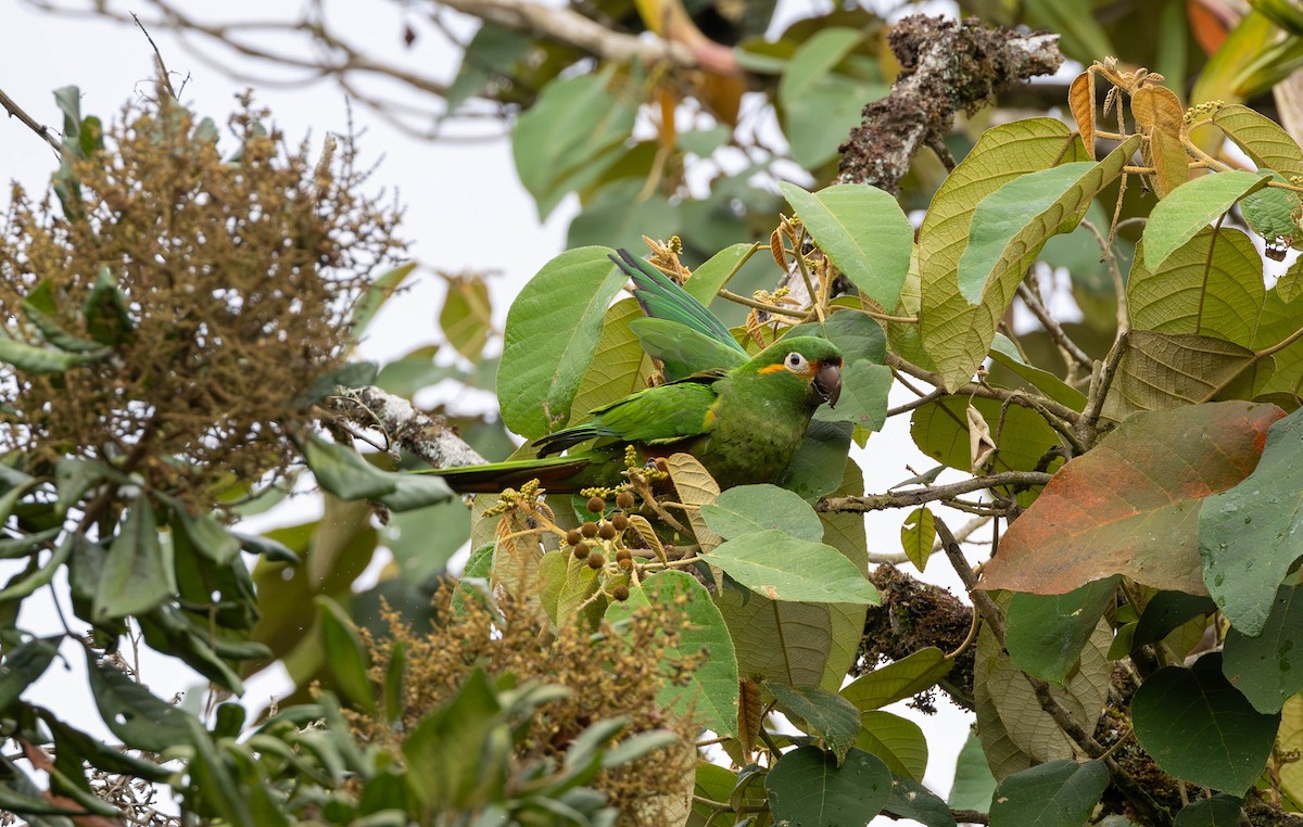 Golden-plumed Parakeet - ML617608916