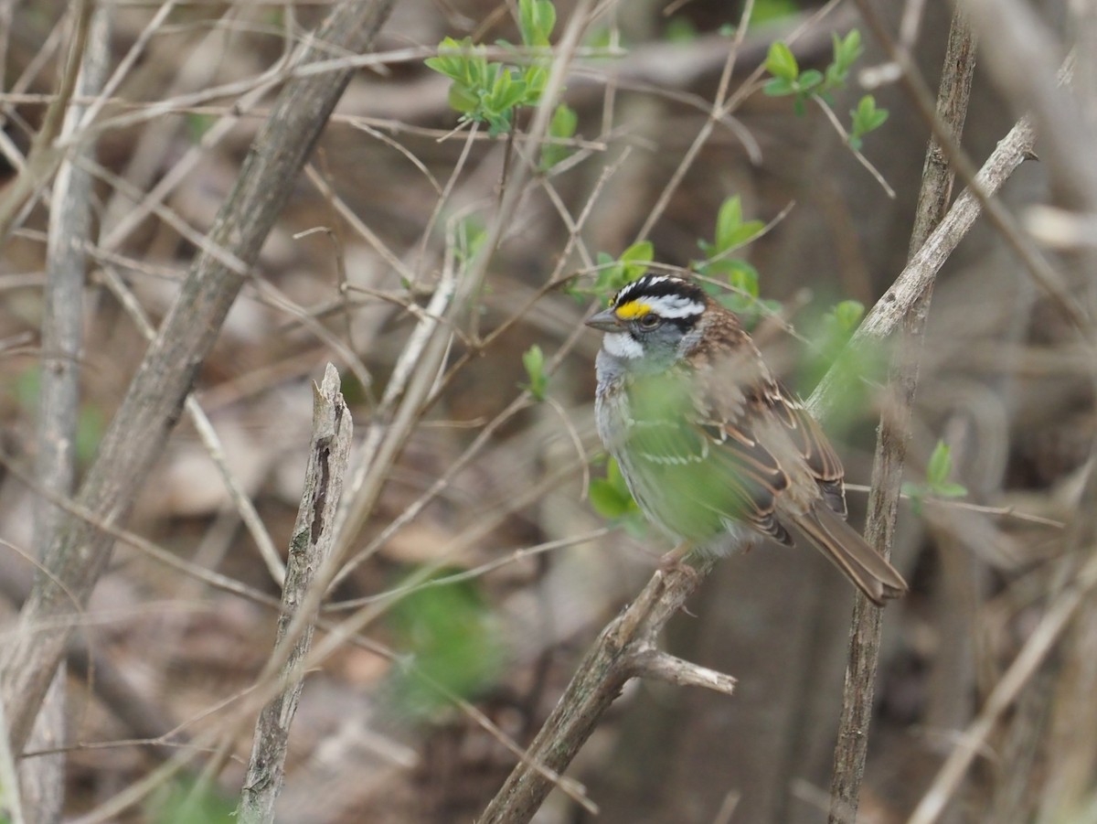 White-throated Sparrow - Bill Bunn