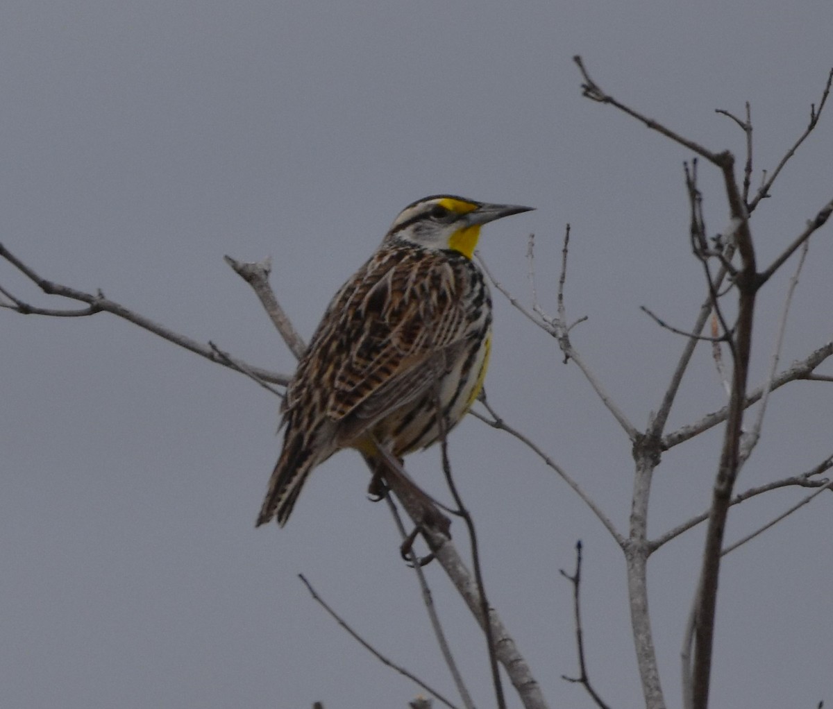 Eastern Meadowlark - ML617608989