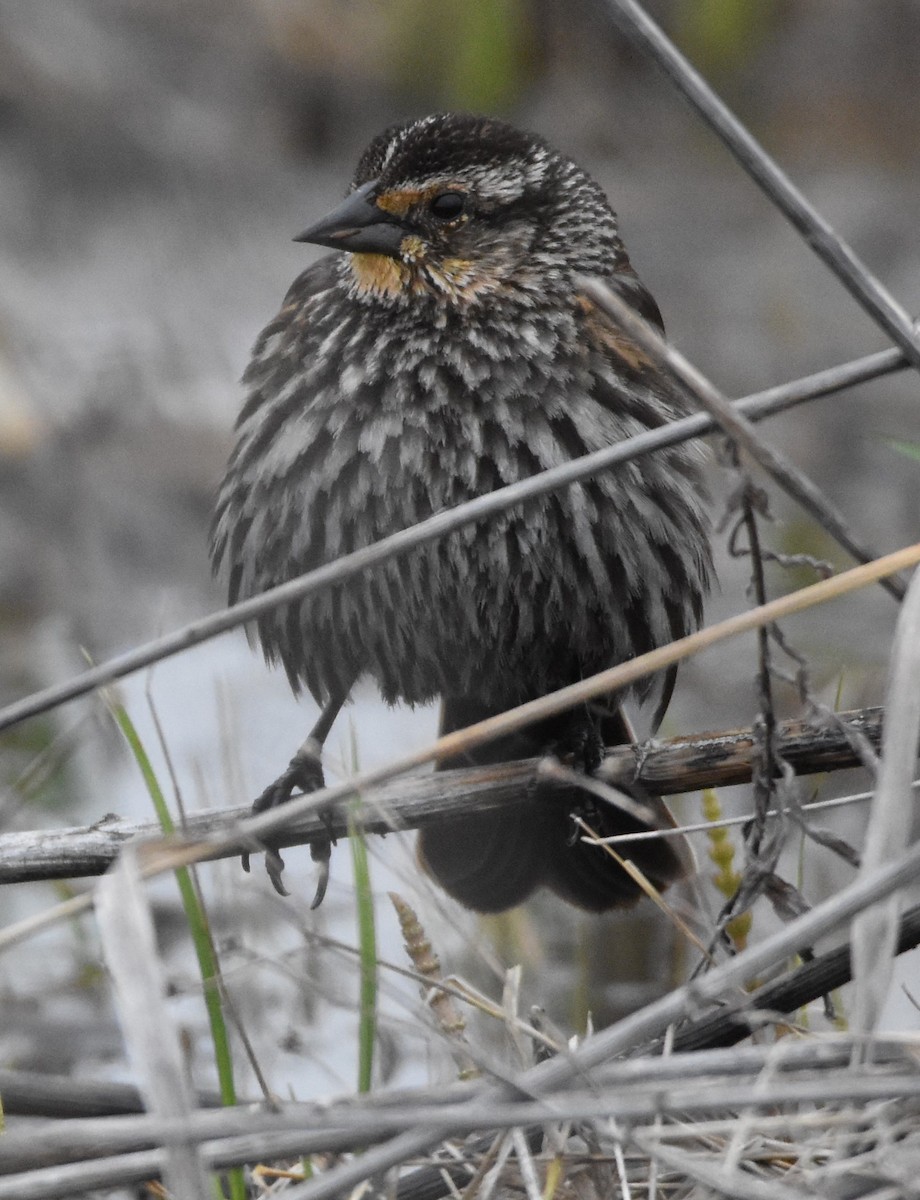 Red-winged Blackbird - ML617609001