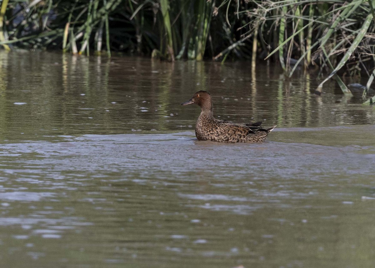 Cinnamon Teal - ML617609002