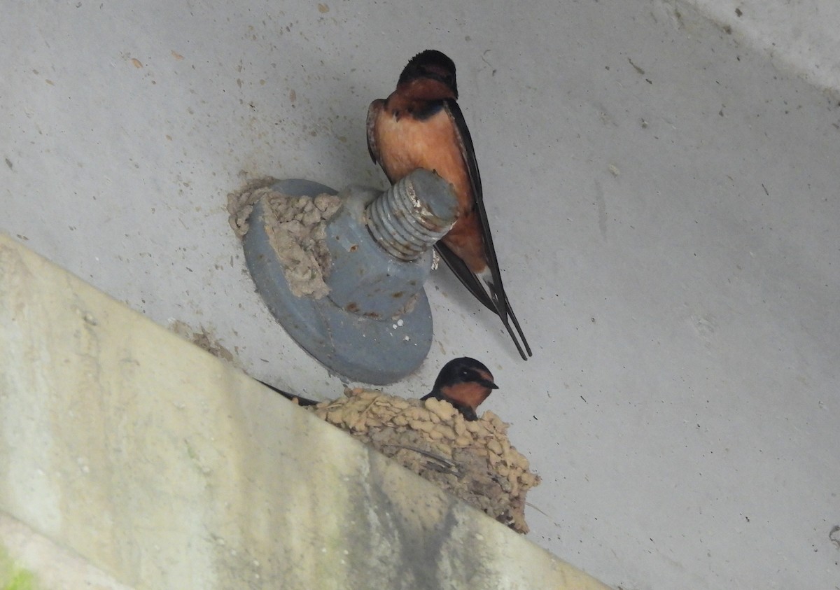 Barn Swallow - ML617609008