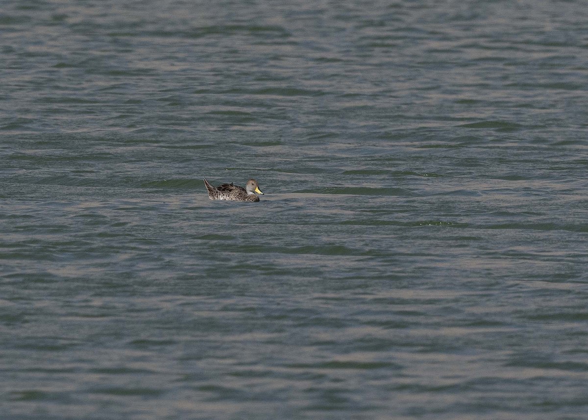 Yellow-billed Pintail - ML617609009