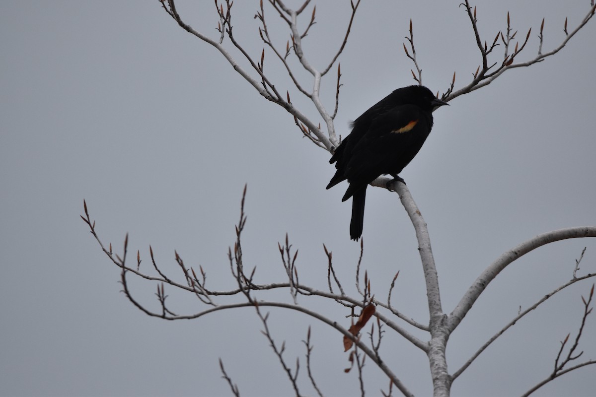 Red-winged Blackbird - ML617609010