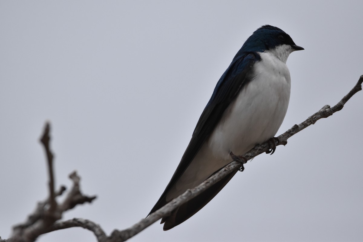 Tree Swallow - ML617609012