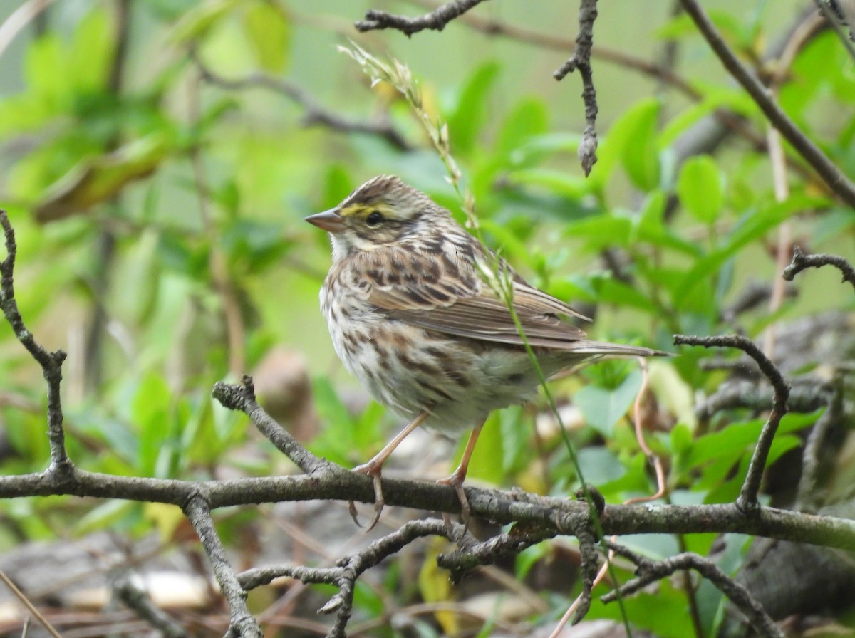 Savannah Sparrow - ML617609017