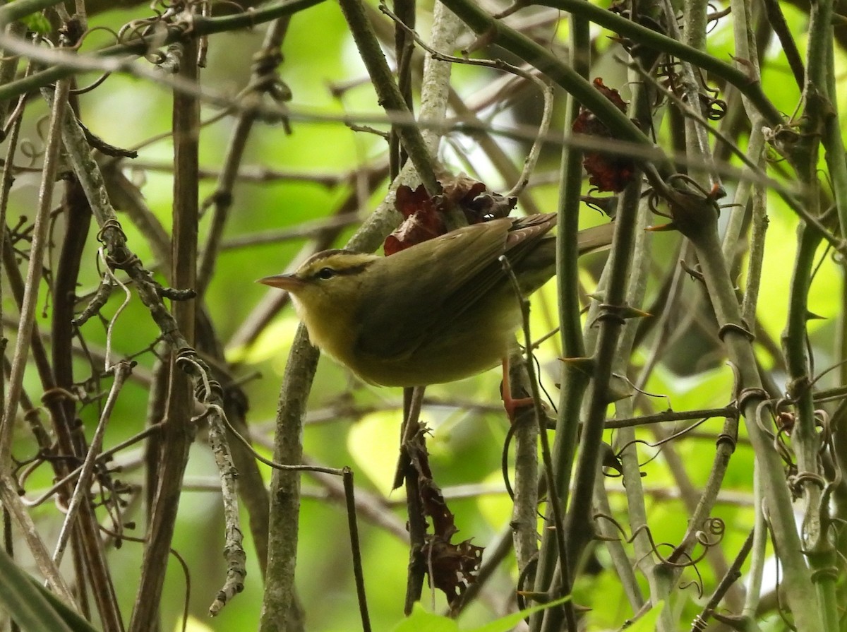 Worm-eating Warbler - ML617609022