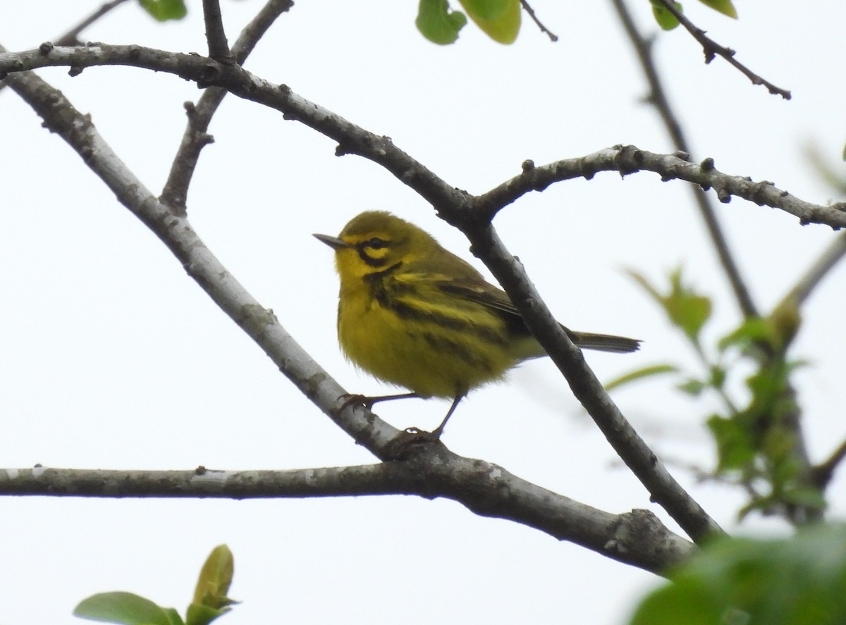 Prairie Warbler - ML617609024