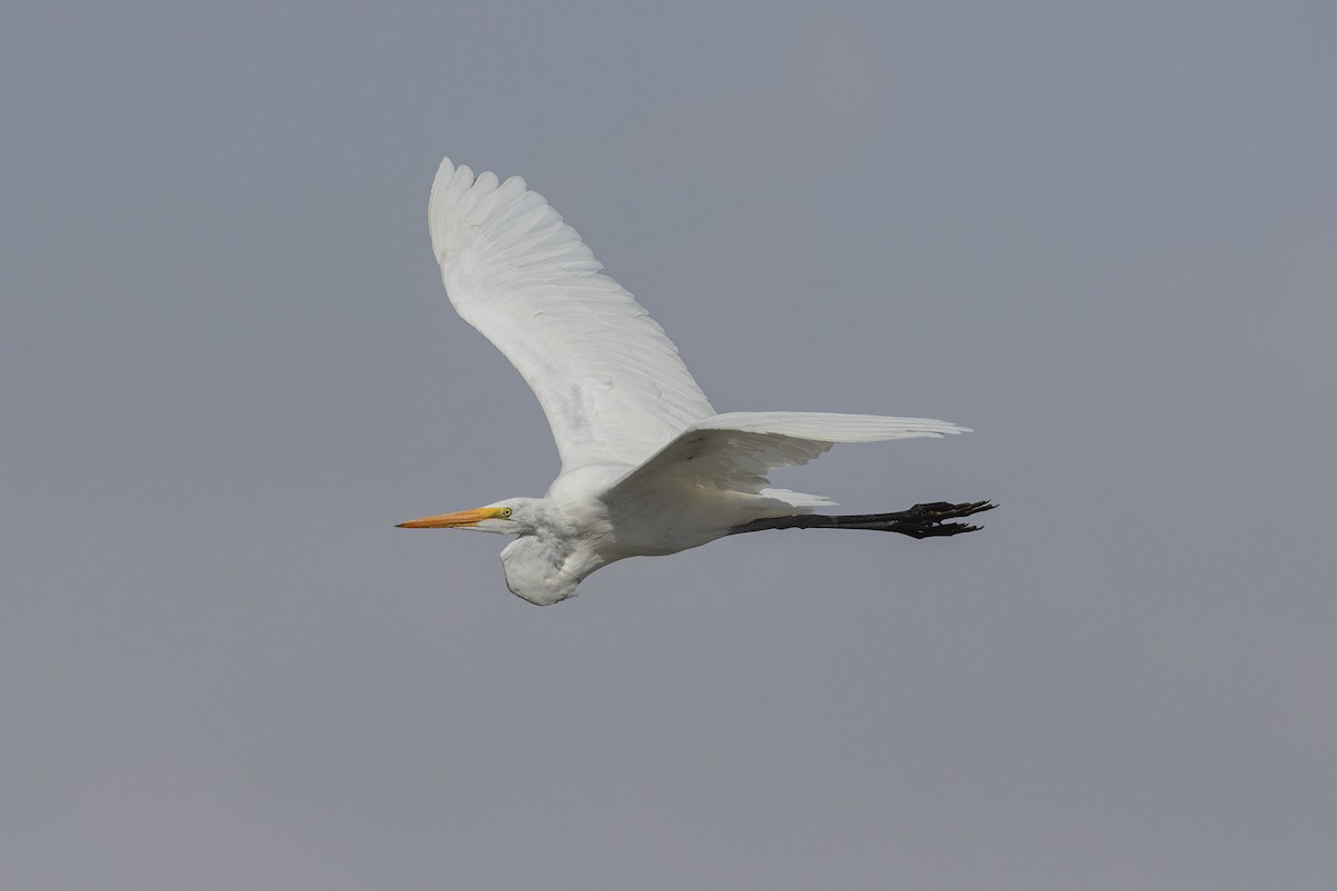 Great Egret - ML617609025