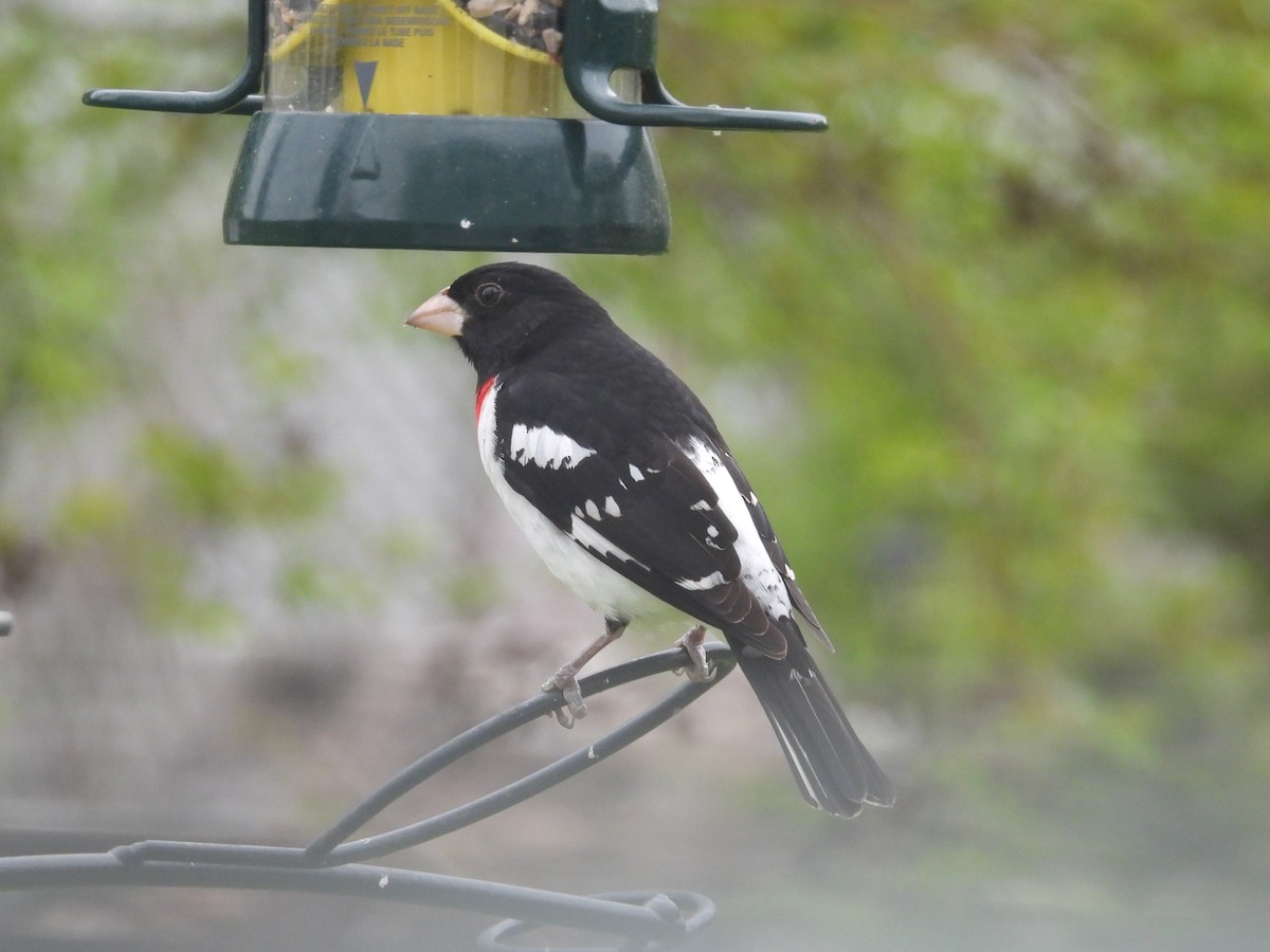 Rose-breasted Grosbeak - ML617609036