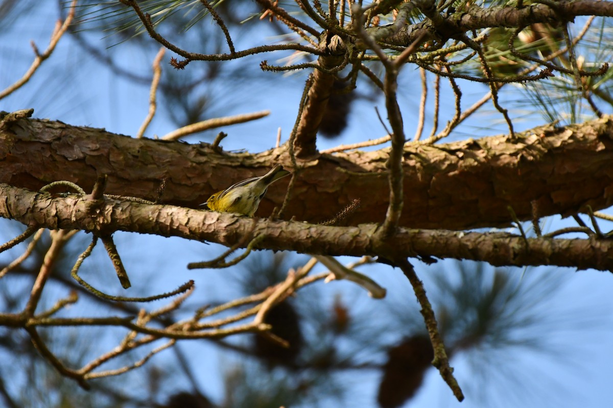 Pine Warbler - ML617609055