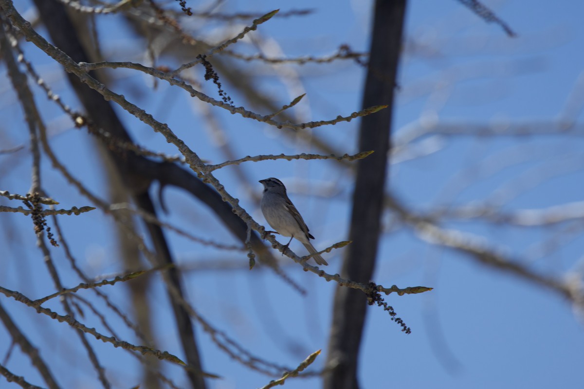 Chipping Sparrow - ML617609065