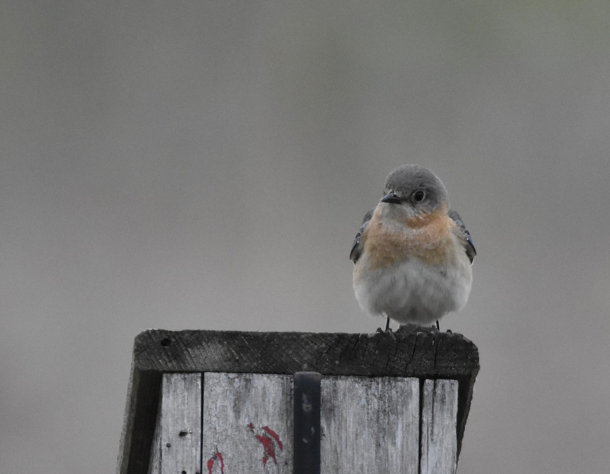 Eastern Bluebird - ML617609081