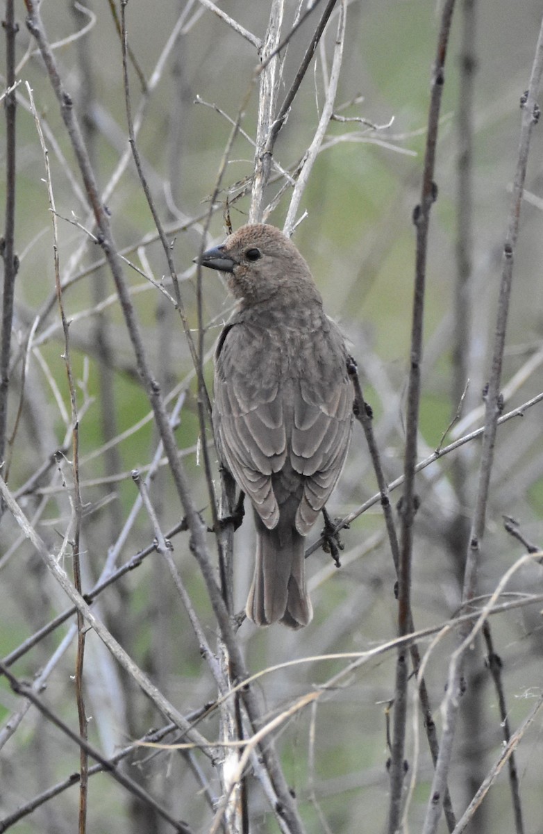 Brown-headed Cowbird - ML617609089