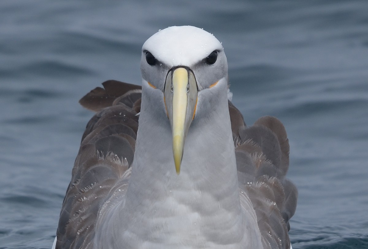 Salvin's Albatross - ML617609096