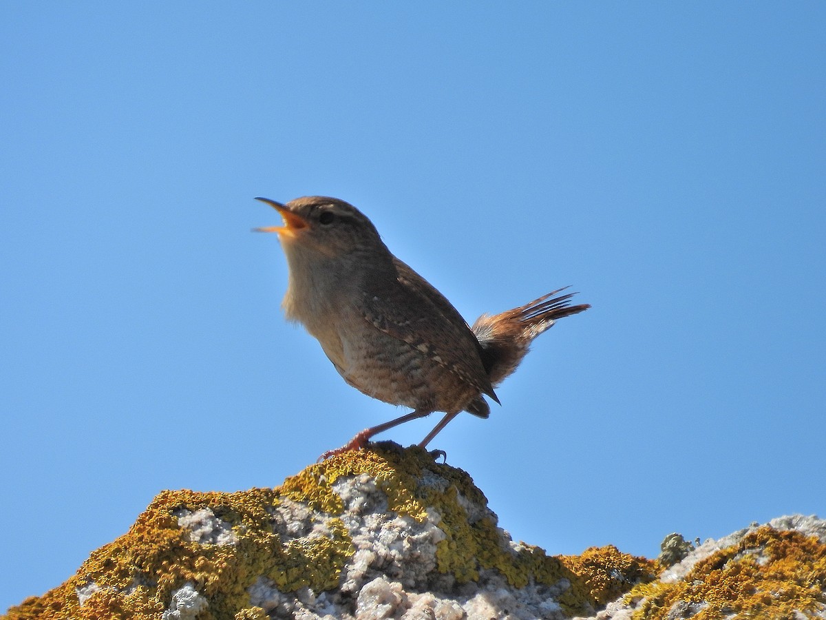 Eurasian Wren - ML617609135