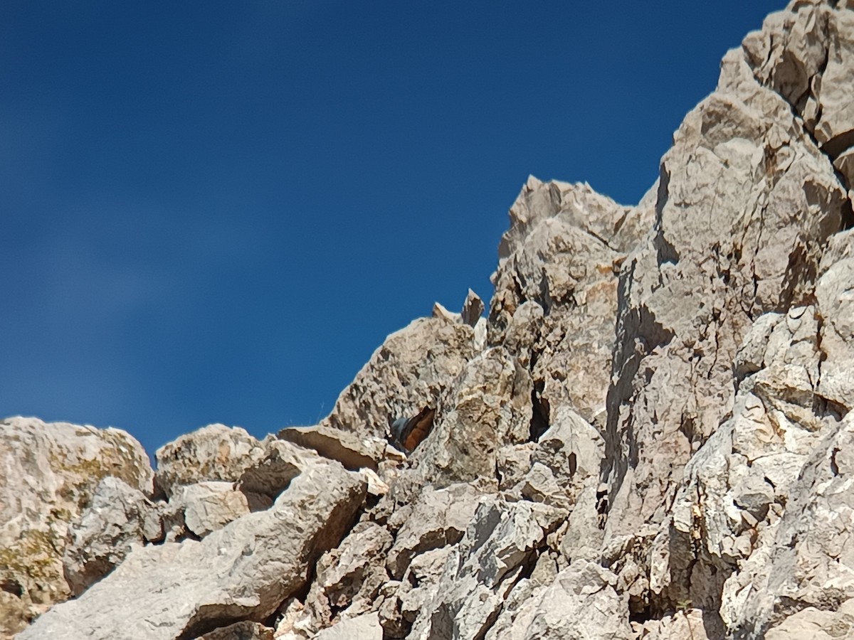 Rufous-tailed Rock-Thrush - ML617609156